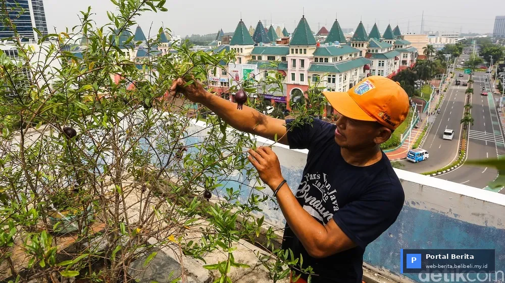 Inovasi Jakarta 2026: Atap Kantor Wali Kota Jakbar Bersemi sebagai Pusat Ketahanan Pangan Urban dan Investasi Hijau