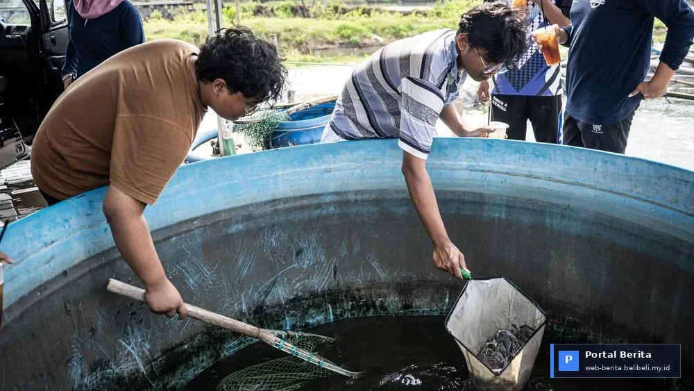 Shrimp Farming Reimagined: Semarang's Closed-System Vaname Farms Set 2026 Standard for Efficiency and Sustainability