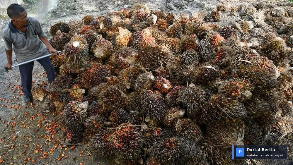 Koperasi Sawit Nasional: Pilar Utama Kemandirian Minyak Goreng Indonesia 2026