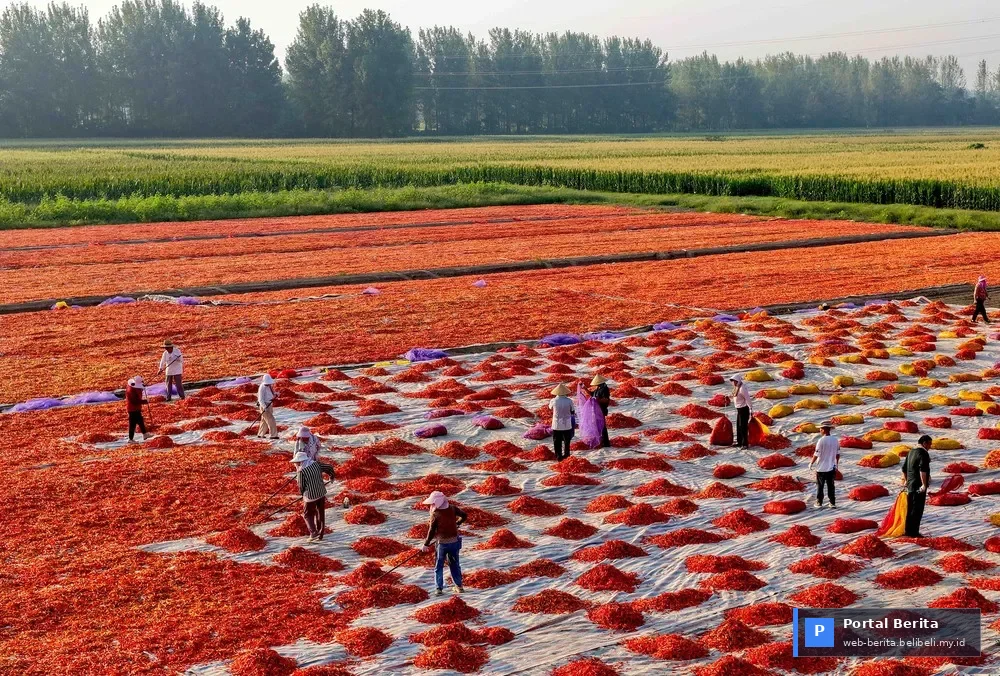 Panen Cabai Bozhou 2026: Strategi Cerdas Petani Tiongkok Memaksimalkan Musim Cerah untuk Pasar Global