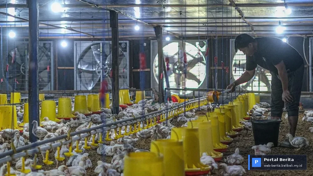 Kementan Ambil Langkah Berani: Harga Acuan Ayam Hidup Naik Jadi Rp19.500/Kg Mulai 15 Juli 2026, Siap Stabilkan Pasar?