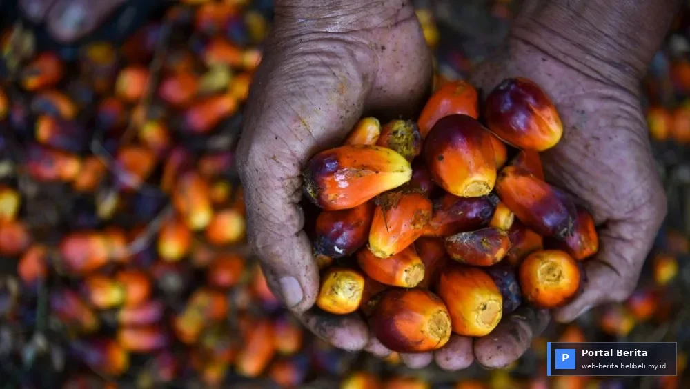 Harga Referensi CPO Anjlok di Awal 2026: Dampak Perlambatan Global dan Strategi Industri