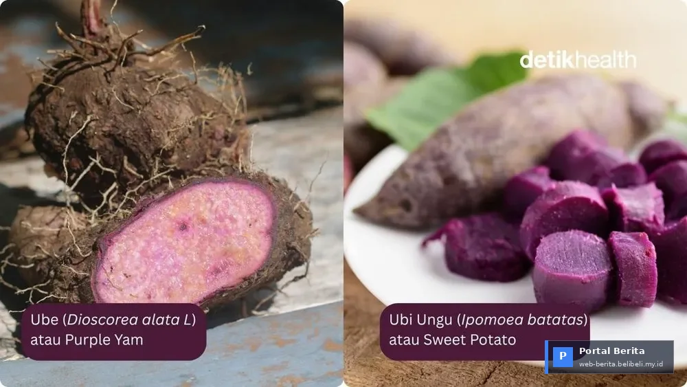 Ube vs. Ubi Ungu: Pertarungan Nutrisi Terhebat 2026 – Mana yang Unggul untuk Kesehatan Anda?