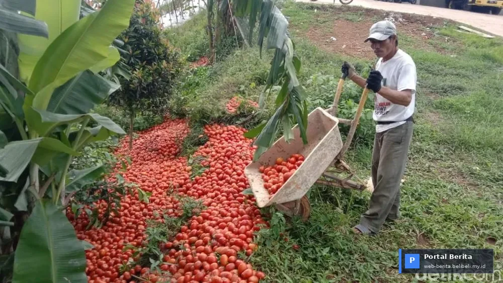 Harga Tomat Anjlok di 2026: Bapanas Gerak Cepat, Minta Pemda Gencarkan Aksi Bela Beli Nasional