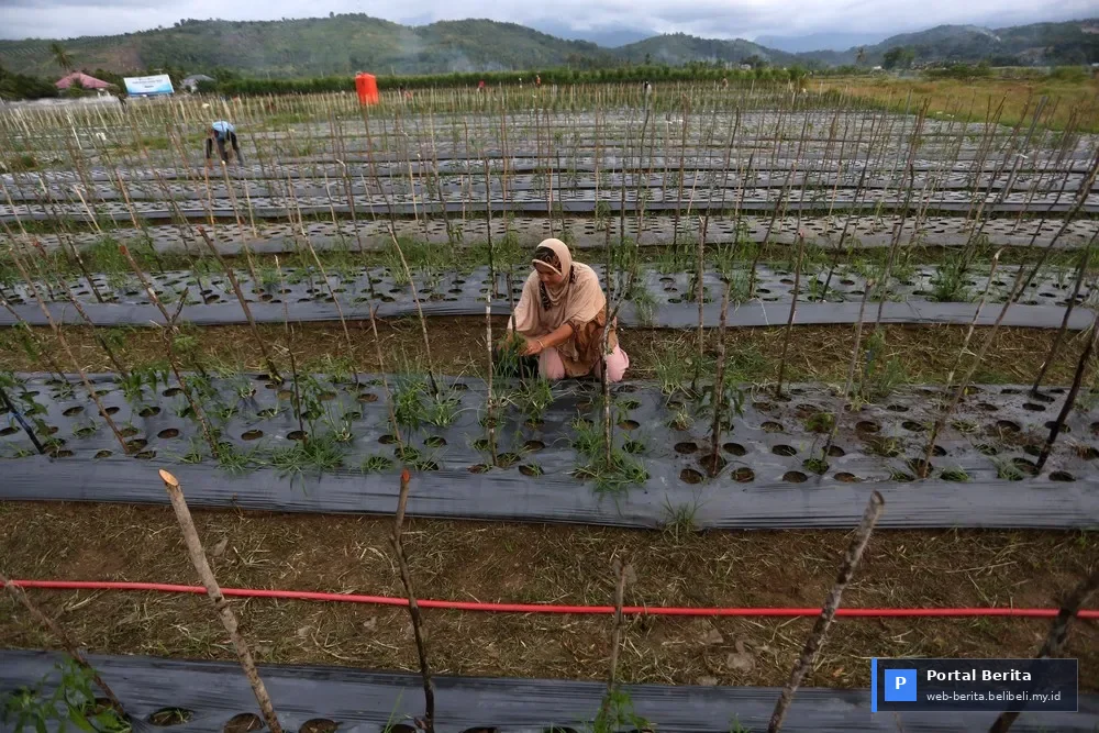 Aceh Bangkit: Lahan Lumpur Bencana Pidie Jaya Kini Jadi Pusat Agribisnis Berkelanjutan 2026